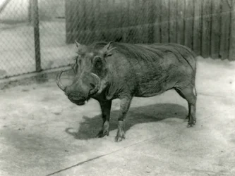 Een wrattenzwijn, London Zoo, 1923